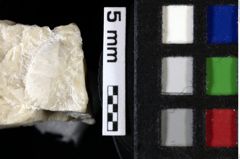 Foto (Detailansicht) von Longodromites sp. (NHMW-GEO-1990-0041-0066)